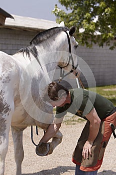 Farrier control the old Horseshoe