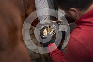 Farrier fitting horseshoe to horse hoof