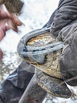 Farrier hammering new iron shoe on horse hoof