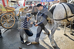 Farrier. Horse's hoof nailing on shoes