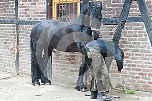 Farrier preparing hoof, Blacksmith at Work, Horseshoer