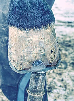 Farrier with nail and hammer on a horses hoof close up