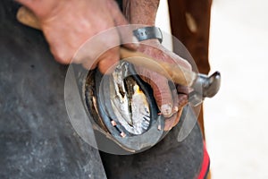 Farrier nailing a horseshoe to the horse