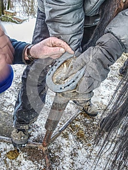 Farrier is nailing up new horseshoe on hoof. Skilled man