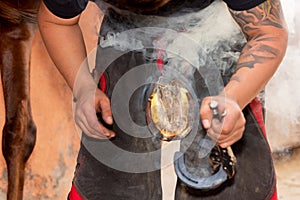 Farrier placing the hot shoe on the horse`s hoof.