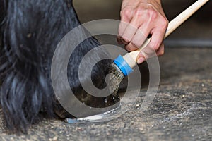 Farrier polishes horse's hoof.