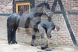 Farrier preparing hoof, Blacksmith at Work, Farrier preparing hoof of beautiful black horse, Horseshoer