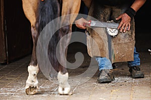 Farrier rasping and filing down a horse hoof before fitting and nailing new horseshoe