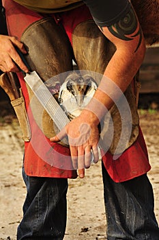 The Farrier, rasping the hoof photo