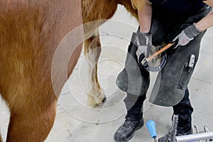 Farrier shoeing a horse