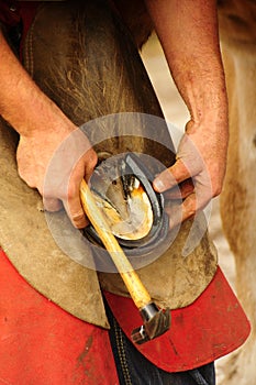 The Farrier, testing the shoe