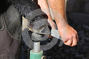 A farrier trimming a horse hoof.