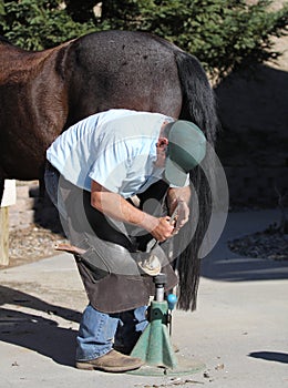 A farrier trimming a horse hoof.