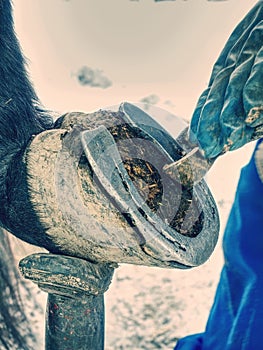 Farrier used cutting pliers for removing horse shoe from legs