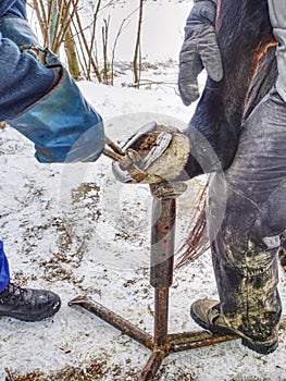 Farrier used cutting pliers for removing horse shoe from legs