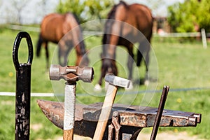 Farrier work tools: anvil, pincers, hammer and horseshoe. In the background two horses grazing on a green meadow