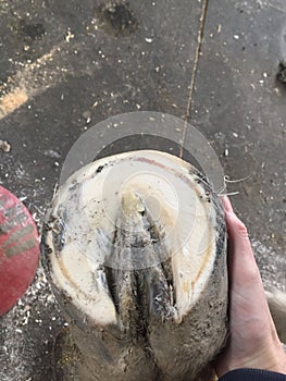 Farrier working on a hoof with badly contracted heels