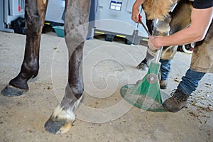 Farrier working on horse's hoof