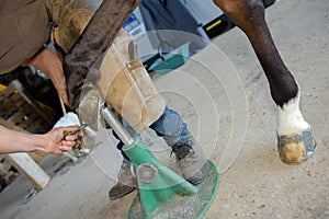 Farrier working on horse's hoof