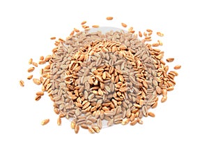 Farro dicocco, or Italian spelt