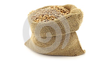 Farro grain in a burlap bag