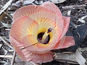 The farthest flower of Hibiscus tiliaceus