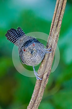 Fasciated Antshrike close-up