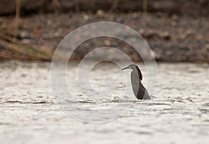 Fasciated Tiger Heron fishing in a river
