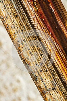 Stem fasciation of grape vine