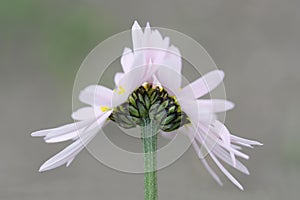 Fasciation of pink camomile flower.