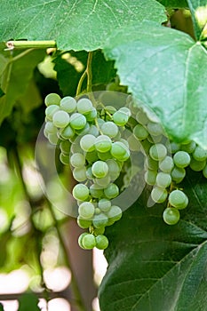 Fascicle green grape among the leaves. Vine branch with racemules of grape