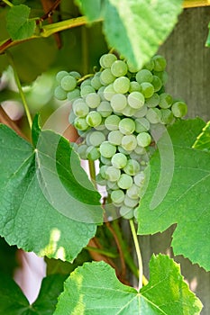 Fascicle green grape among the leaves. Vine branch with racemules of green grape