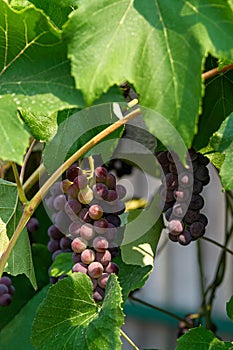 Fascicle red grape among the leaves. Vine branch with racemules of red grape.