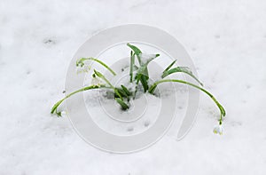 Fascicle of the snowdrops under a snow cover