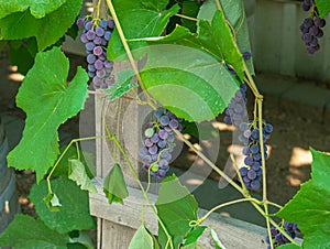 Fascicles red grape growing among the leaves. Vine racemules of red grape.