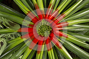 The Fascicularia bicolor, family Bromeliaceae.