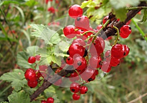 Fascicule of red currants