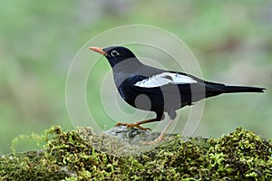 Fascinated black with orange beaks and white marks on its wings in thrush family bird, Grey-winged blackbird