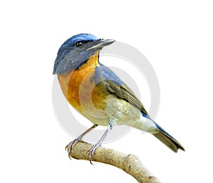 fascinated blue with orange bird perching on thin wood isolated on white background, Chinese blue flycatcher Cyornis glaucicomans