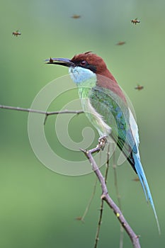 Fascinated colorful bird with long tail and beaks catching flying wasp and enjoy eating on thin branch, blue-throated bee-eater