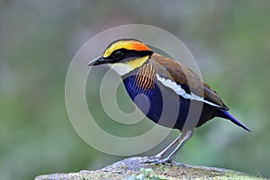 Fascinated and colorful bird perching on mossy rock in its habitation environment, male Malayan Banded Pitta