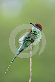 Fascinated green bird with brown head and long bills in goose bump action while lonely perching on thin twig