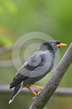 fascinated grey bird yellow bills and legs perching on tree branch, Javan myna (Acridotheres javanicus