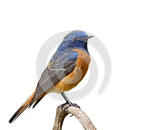 Fascinated orange and blue bird perching on wooden branch isolated on white background, male of Blue-fronted Redstart