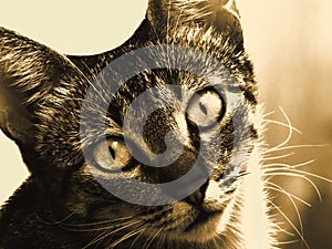 Fascinating Cat in Sepia Portrait - Close -up