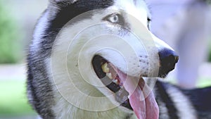 A fascinating close-up of a beautiful Husky with beautiful sad eyes, but with a smile on his face. 4k.