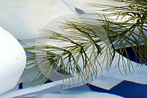 A fascinating close-up of the tip of a freshwater waterweed plant photo