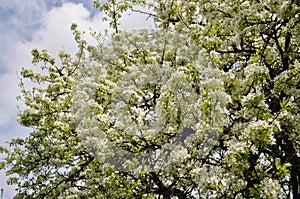 Fascinating delicate pear color spring on May