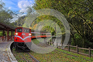 Fascinating forest train passing by station.