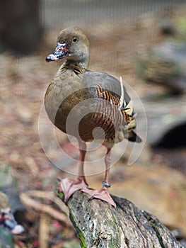 Fascinating gorgeous Plumed Whistling Duck.